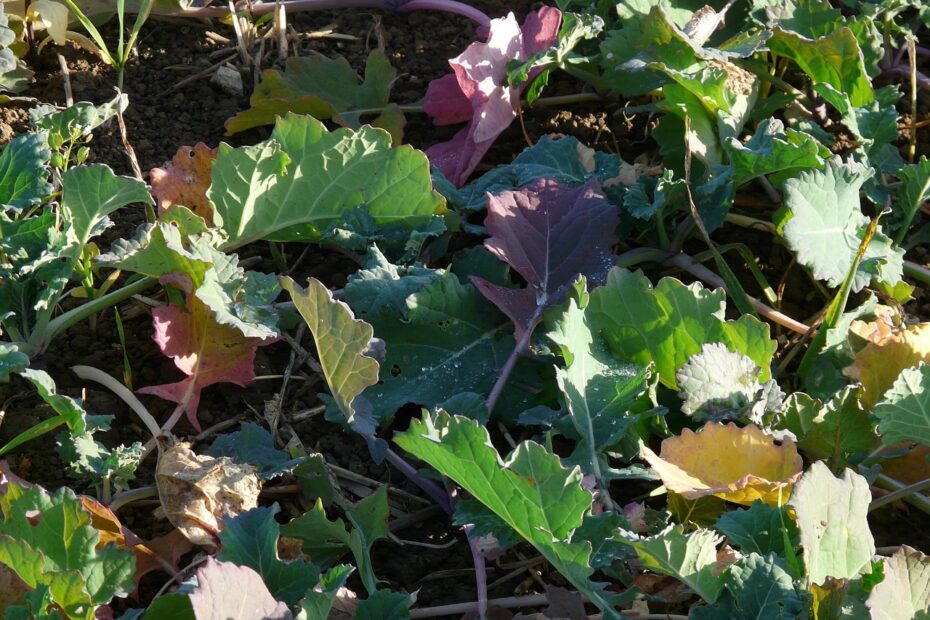 Kiła kapusty w rzepaku — objawy i brak możliwości zwalczania