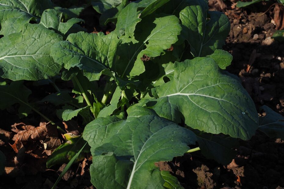 Szkodniki łodygowe w rzepaku – wiosenne zagrożenie wymagające szybkiej reakcji