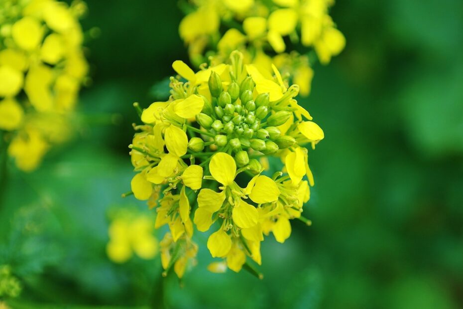 Szkodniki łuszczynowe w rzepaku – ostatnie zagrożenie dla plonu