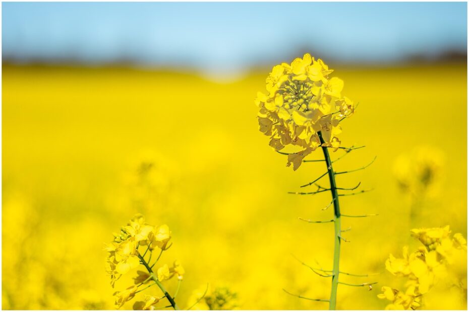 Kiedy i jakie środki użyć do zwalczania słodyszka rzepakowego