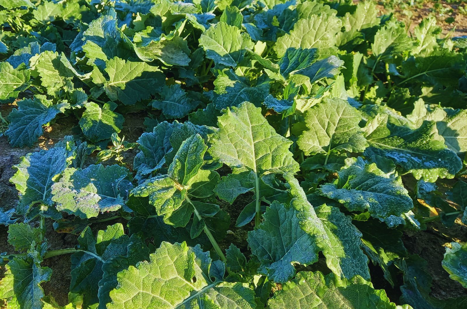 Bor w rzepaku – znaczenie, dawkowanie i terminy aplikacji jesienią